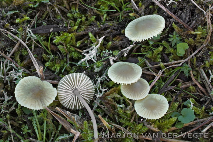 Groene mycena - Mycena chlorantha